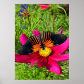 Poster Mexican aster flower with a Doris Longwing  (Devant)