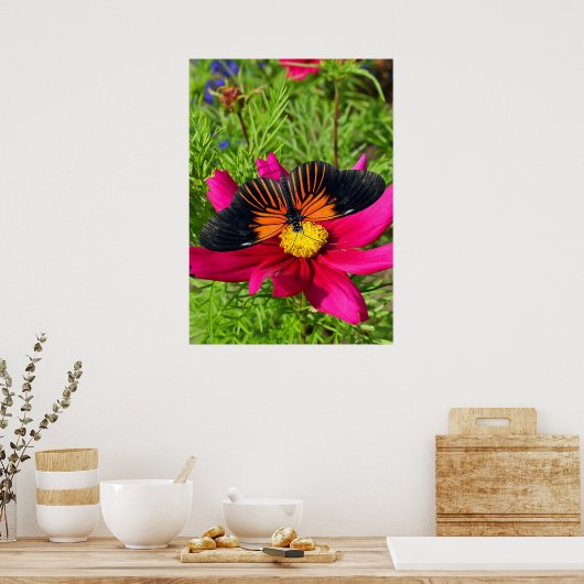 Poster Mexican aster flower with a Doris Longwing  (Cuisine)