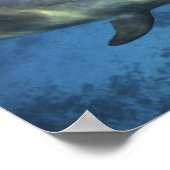 Poster Mexique, Cozumel. Dauphin en bouteille, Tursiops 5 (Coin)