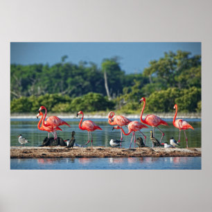 Poster Mexique Rio Lagartos