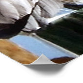 Poster Miami Pelican (Coin)