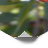 Poster Michigan Cherries (Coin)