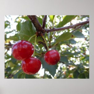 Poster Michigan Cherries