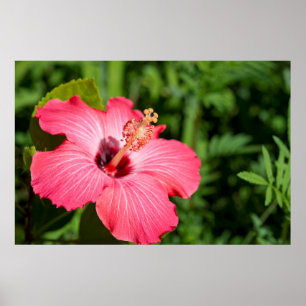 Poster Michigan, décarborn. Détail de Pink Hibiscus