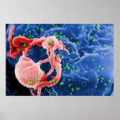 Poster Micrographe électronique de la lymphocyte de Buddi (Devant)