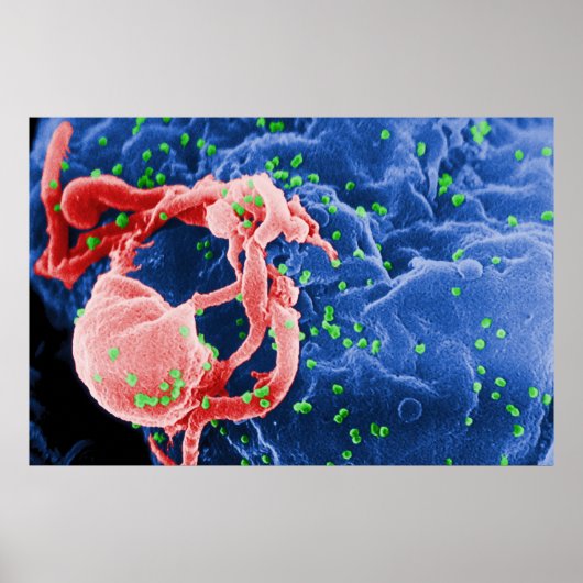 Poster Micrographe électronique de la lymphocyte de Buddi (Devant)
