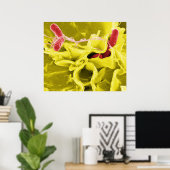 Poster Micrographe électronique montrant Salmonella Typhi (Bureau à domicile)