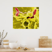 Poster Micrographe électronique montrant Salmonella Typhi (Cuisine)