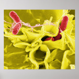 Poster Micrographe électronique montrant Salmonella Typhi