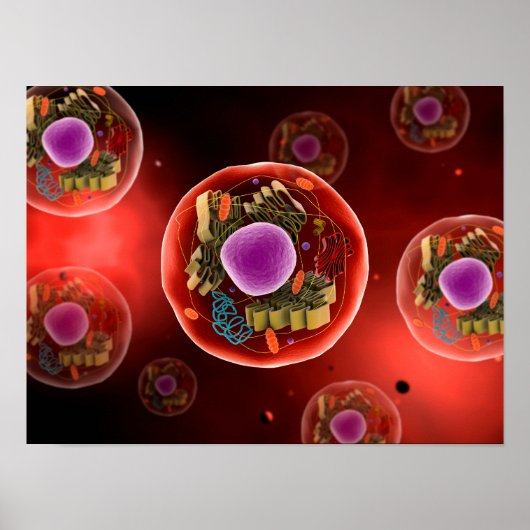 Poster Microscopic View Of Animal Cell 2 (Devant)
