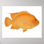 Poster Midas (Devant)