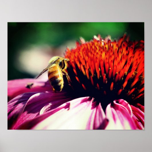 Poster Miel Abeille Sur Le Confleur Fermer (Devant)