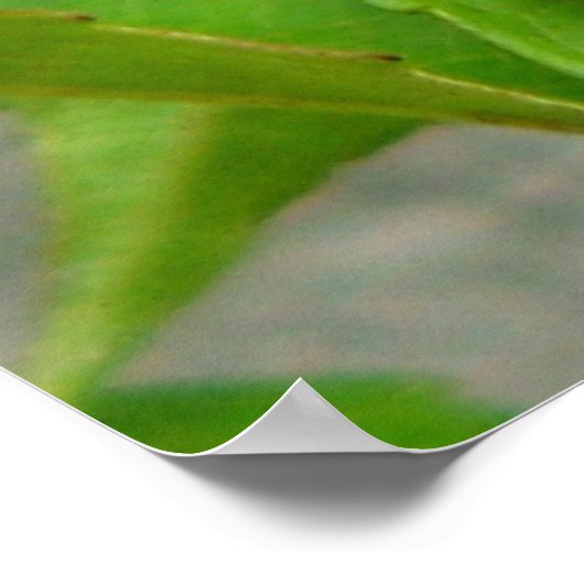 Poster Miel Bee (Coin)