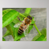 Poster Miel Bee (Devant)