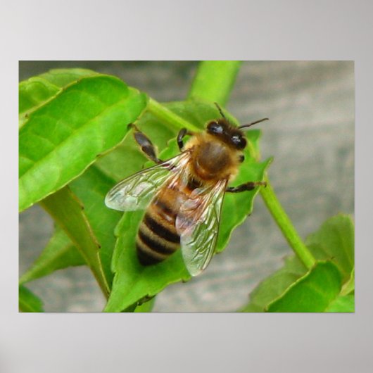 Poster Miel Bee (Devant)