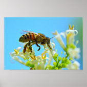 Poster Miel Bee (Devant)