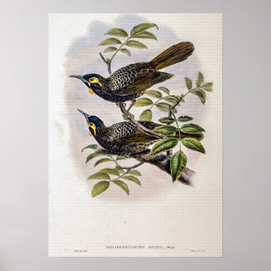 Poster Mielier de Bates vintage par John Gould