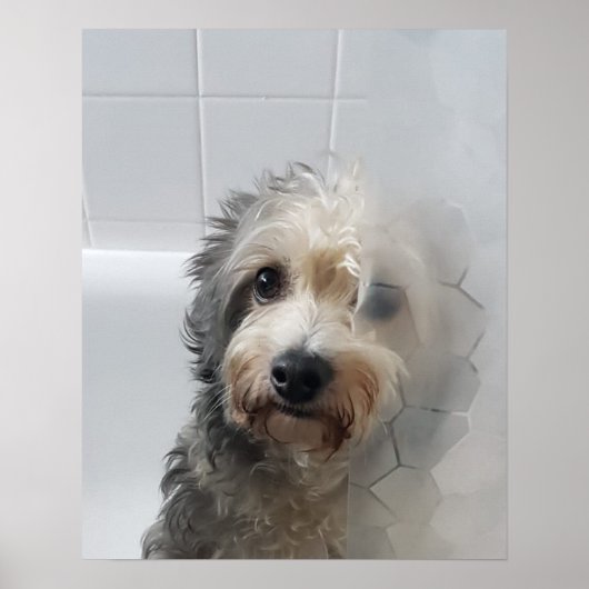 Poster Mignable Adorable West Highland White Terrier dans (Devant)