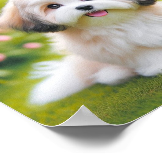 Poster mignon chien havanais (Coin)