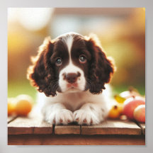 mignon chiot espagnol Springer anglais