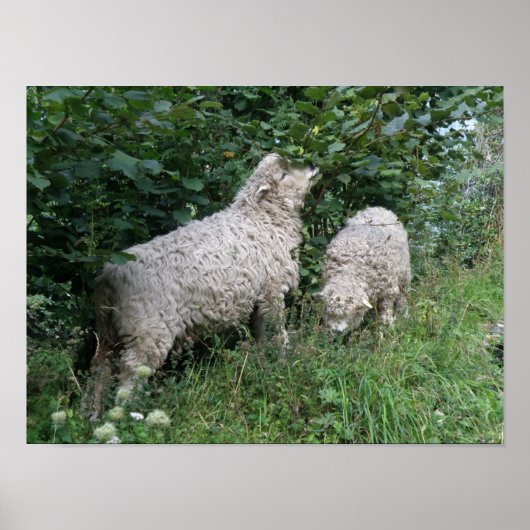 Poster mignon Manger Feuille (Devant)