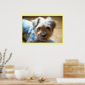 Poster Mignon riant yorkie chiot chien yorkshire terrier (Cuisine)