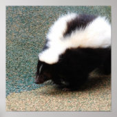 Poster mignon Skunk (Devant)