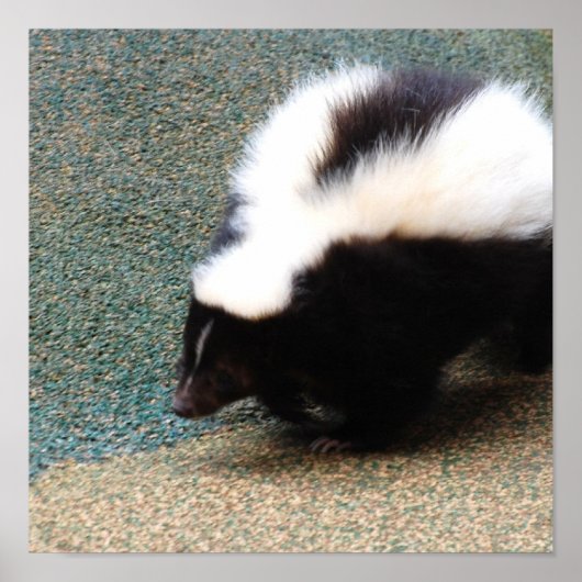 Poster mignon Skunk (Devant)