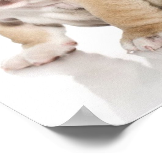 Poster Mignonne Chien-taupe Chien Triste (Coin)