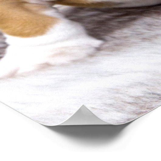 Poster Mignonne chiot Bulldog assis (Coin)