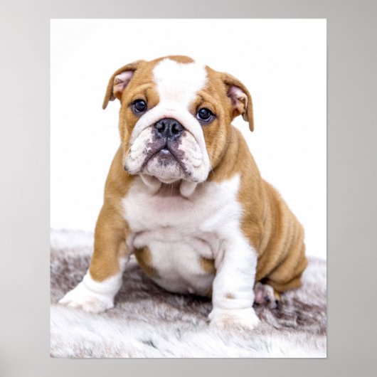 Poster Mignonne chiot Bulldog assis (Devant)
