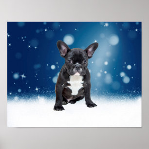 Poster Mignonne French Bulldog Etoiles de neige Bleu Noël