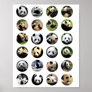 Poster mignonne panda ours photos nature animal photo