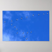 Poster Migrating Birds (Devant)