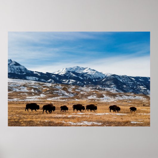 Poster Migration des bisons (Devant)