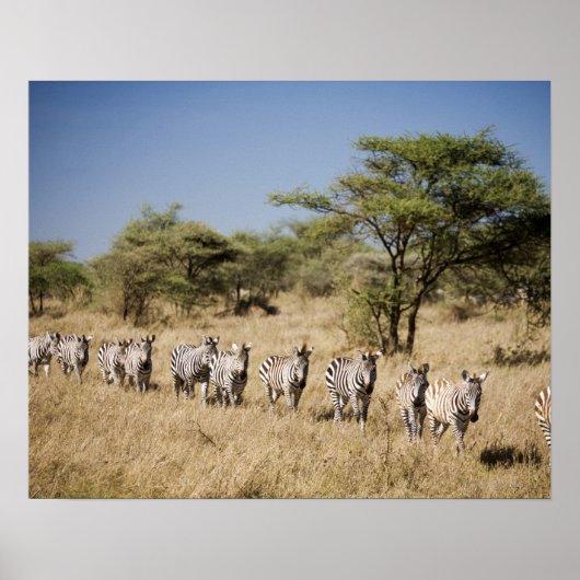 Poster Migrer la zèbre, Tanzanie (Devant)