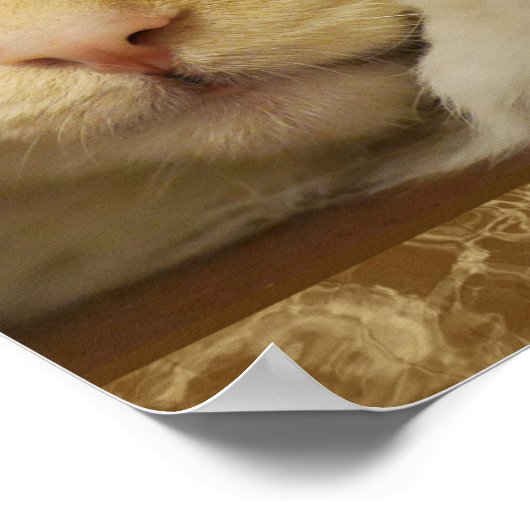 Poster migte Kitten Jaune (Coin)