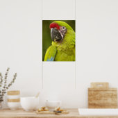 Poster Militaire macaw (Ara militaris) CAPTIVE. Amazon (Cuisine)