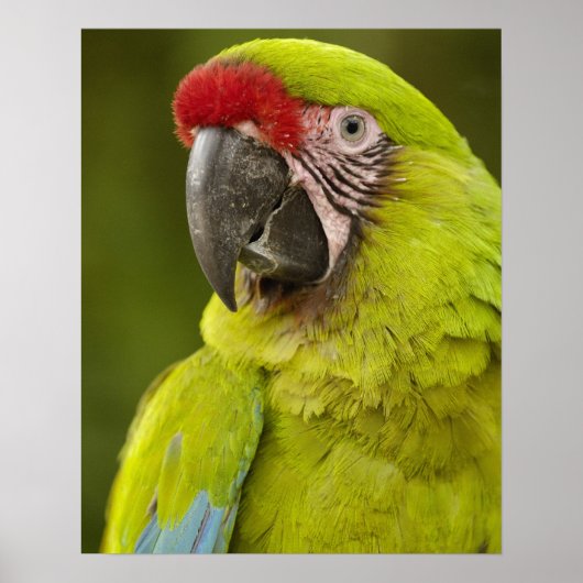 Poster Militaire macaw (Ara militaris) CAPTIVE. Amazon (Devant)