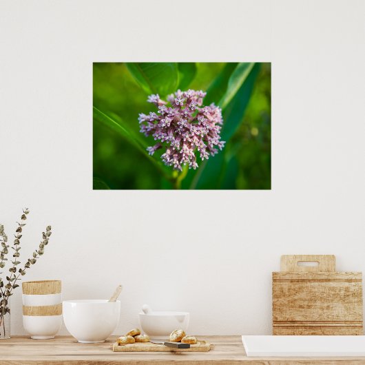 Poster Milkweed — (Cuisine)