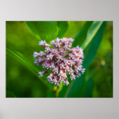 Poster Milkweed — (Devant)