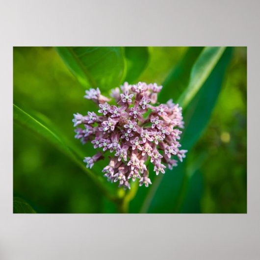 Poster Milkweed — (Devant)