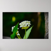 Poster Milkweed (Devant)