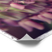 Poster Milkweed and Fly (Coin)