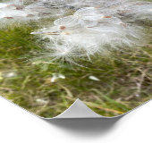 Poster Milkweed | Papillon | (Coin)