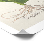 Poster Millet : 1.Sorgum fructu rubro ; 2.Sorgo fructu al (Coin)