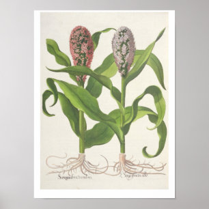 Poster Millet : rubro du fructu 1.Sorgum ; albo du fructu