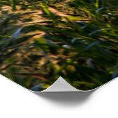 Poster Millet sauvage (Panicum Sp.) Croissance Dans Les Z (Coin)