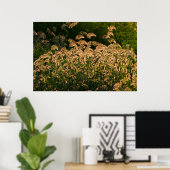 Poster Millet sauvage (Panicum Sp.) Croissance Dans Les Z (Bureau à domicile)