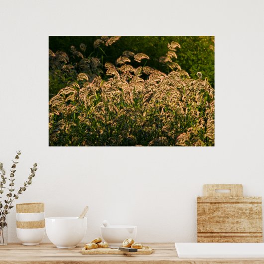 Poster Millet sauvage (Panicum Sp.) Croissance Dans Les Z (Cuisine)